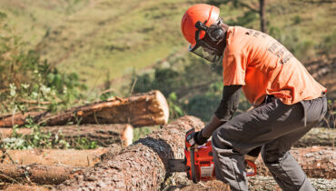 A man using a silviculture chainsaw to cut up a log in Zimbabwe