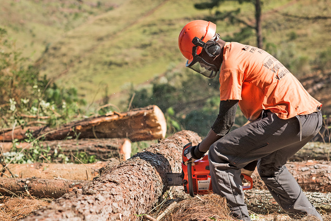 A man using a silviculture chainsaw to cut up a log in Zimbabwe