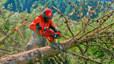 A forester uses a Husqvarna chainsaw to cut up a fallen pine tree in Zimbabwe's eastern highlands.