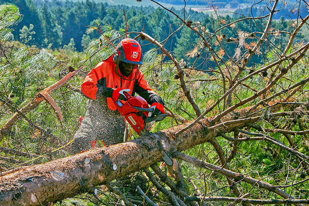 A forester uses a Husqvarna chainsaw to cut up a fallen pine tree in Zimbabwe's eastern highlands.