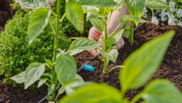 A close-up photo of a GARDENA Micro Drip irrigation system in a herb garden, near the base of young basil plants.