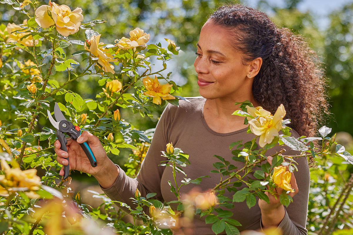 A woman using GARDENA secateurs to prune her roses after sharpening the blades.